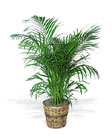 Plants - St. Augustine Florida