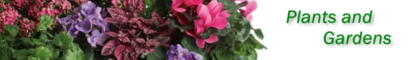 Green plants, blooming plants and dish gardens delivered in St. Augustine from Flowers by Shirley