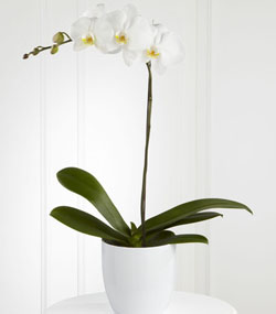 White Orchid Plant